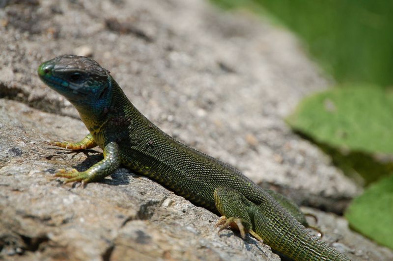 Lacerta bilineata melanotica?