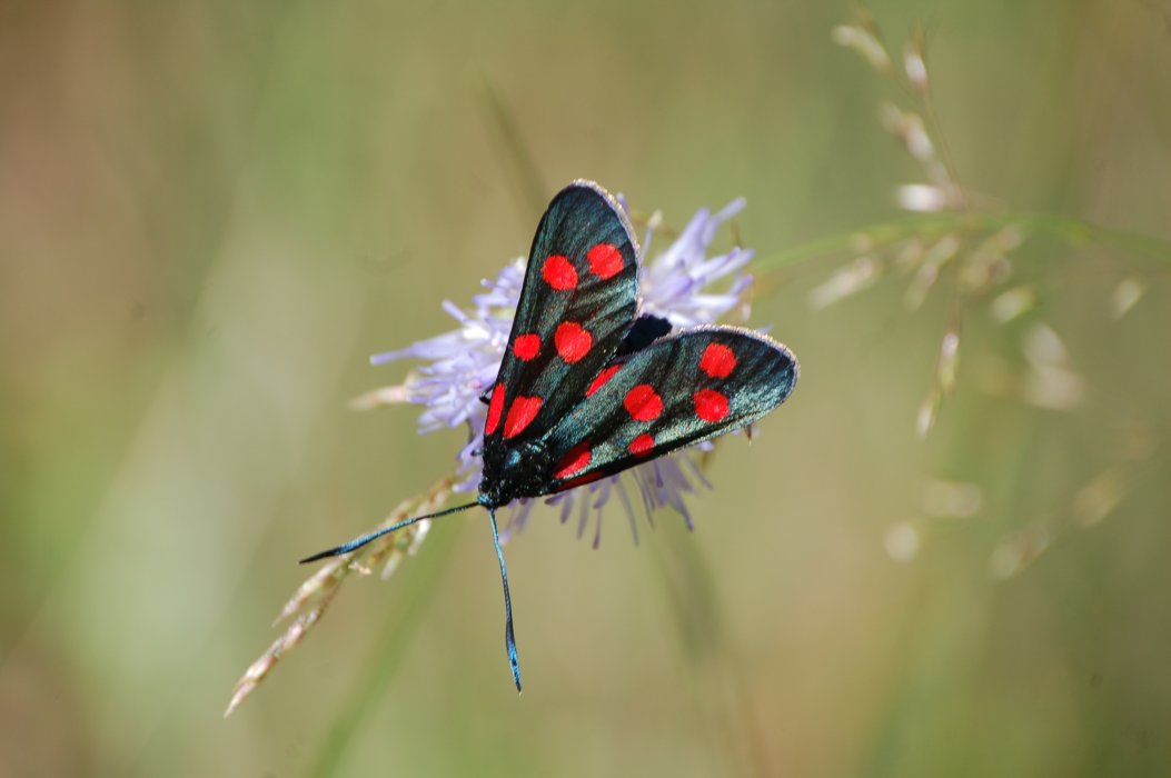 Zygaena sp., se ho capito bene...