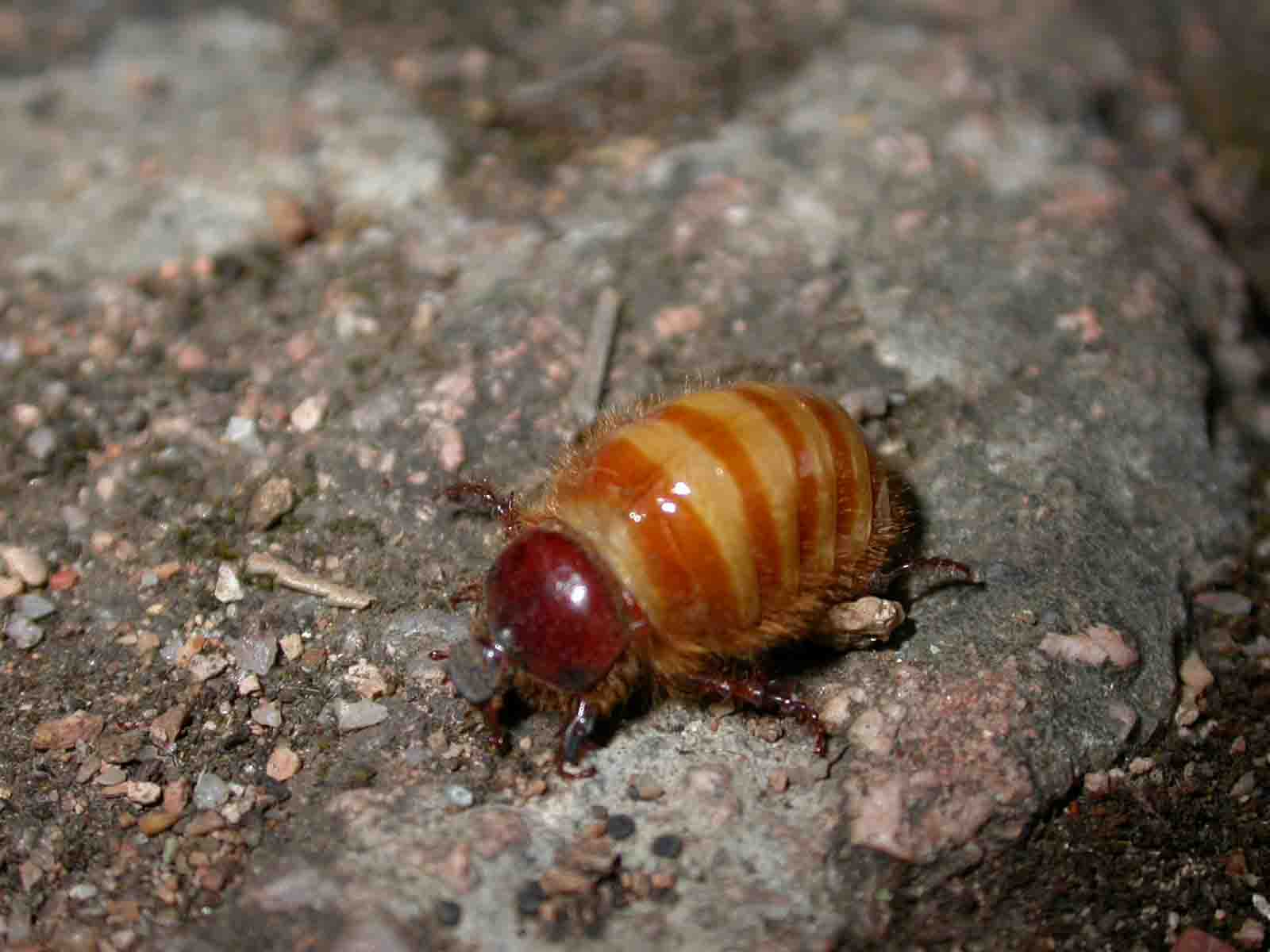 Pachypus candidae