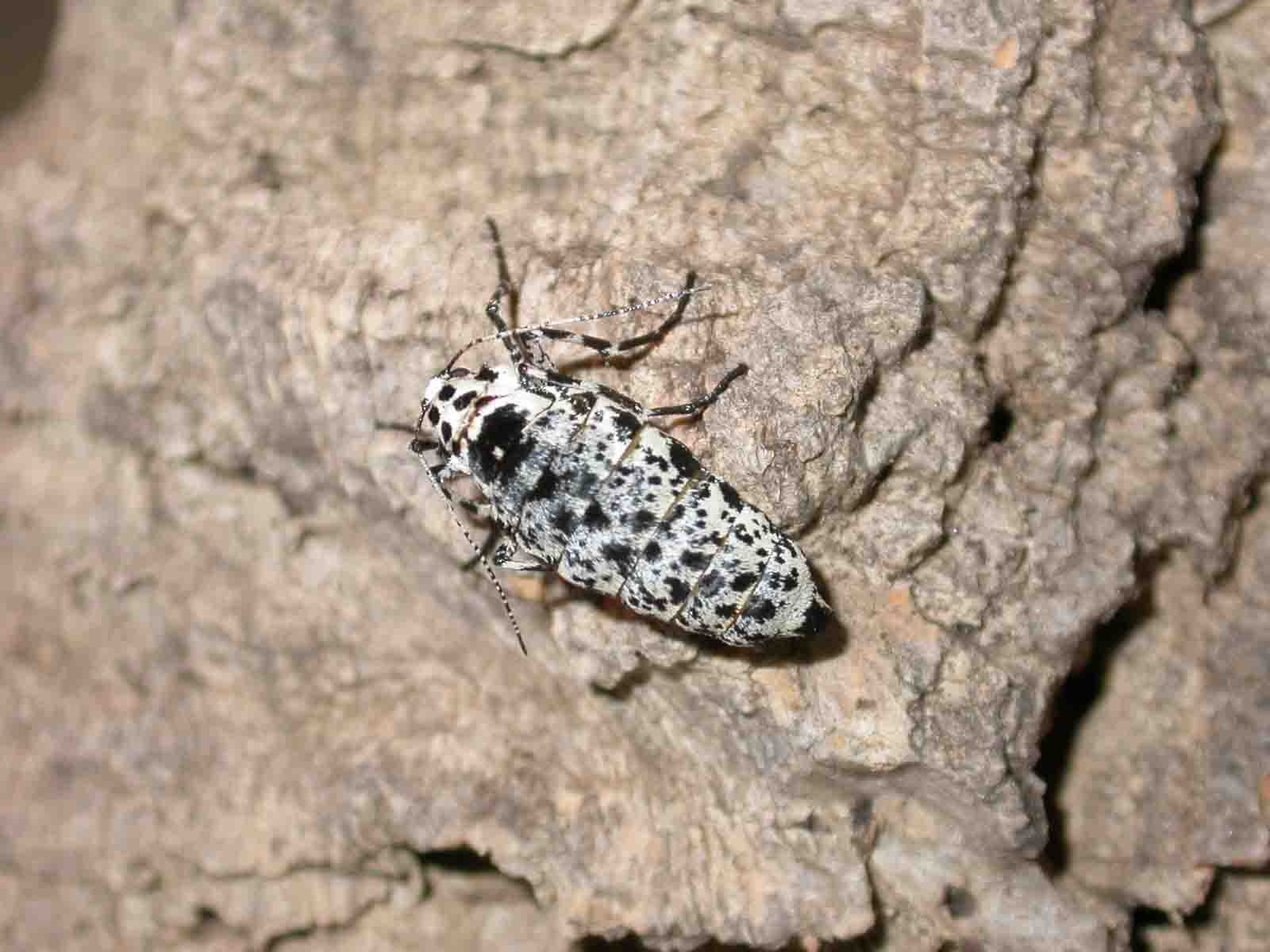 Erannis sp. femmina?