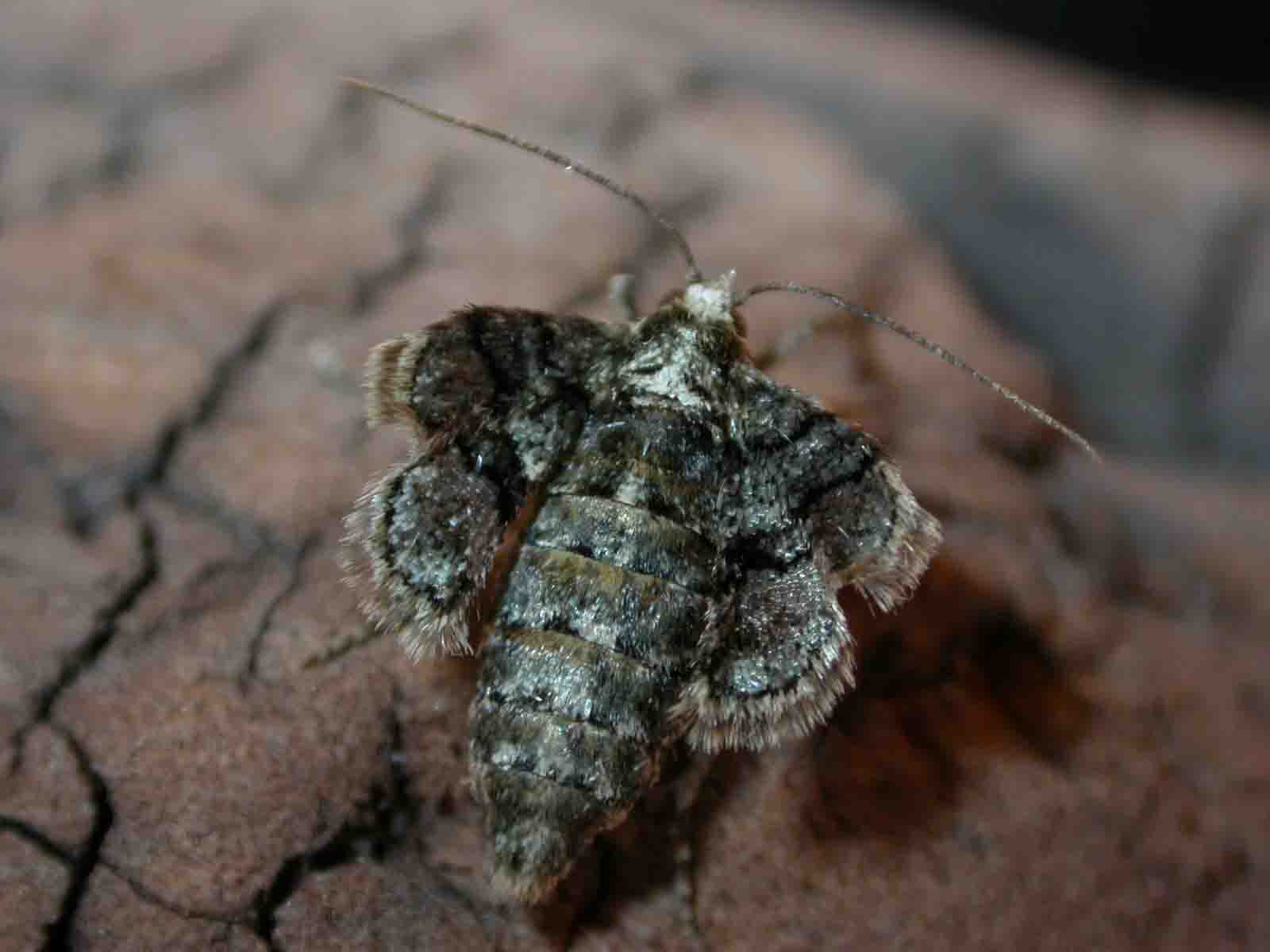 Geometridae sp