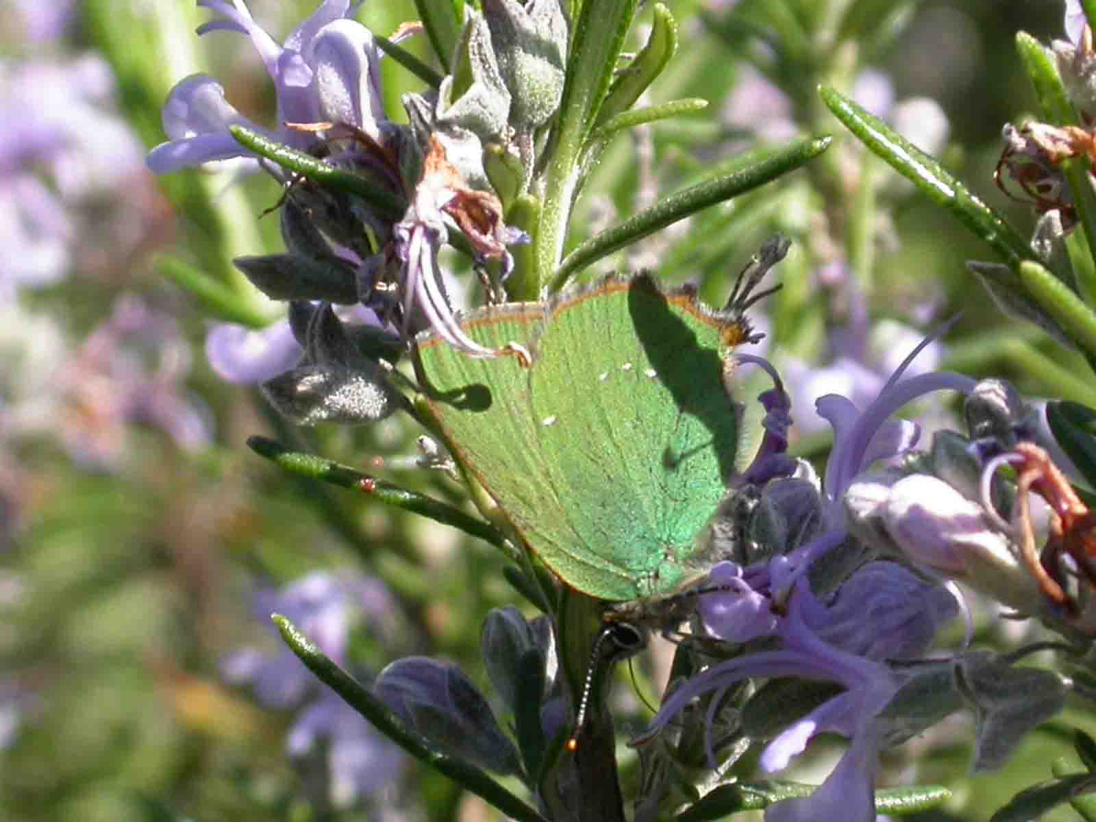 Callophris rubi