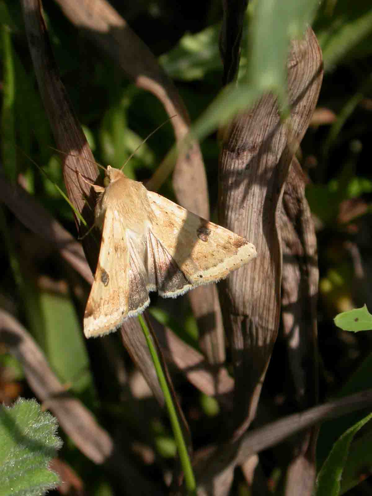 Heliothis peltigera