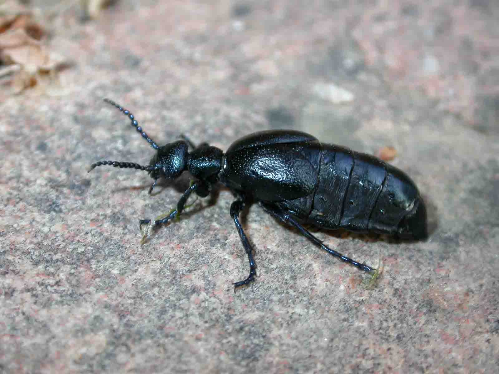 Meloe proscarabaeus della Sardegna