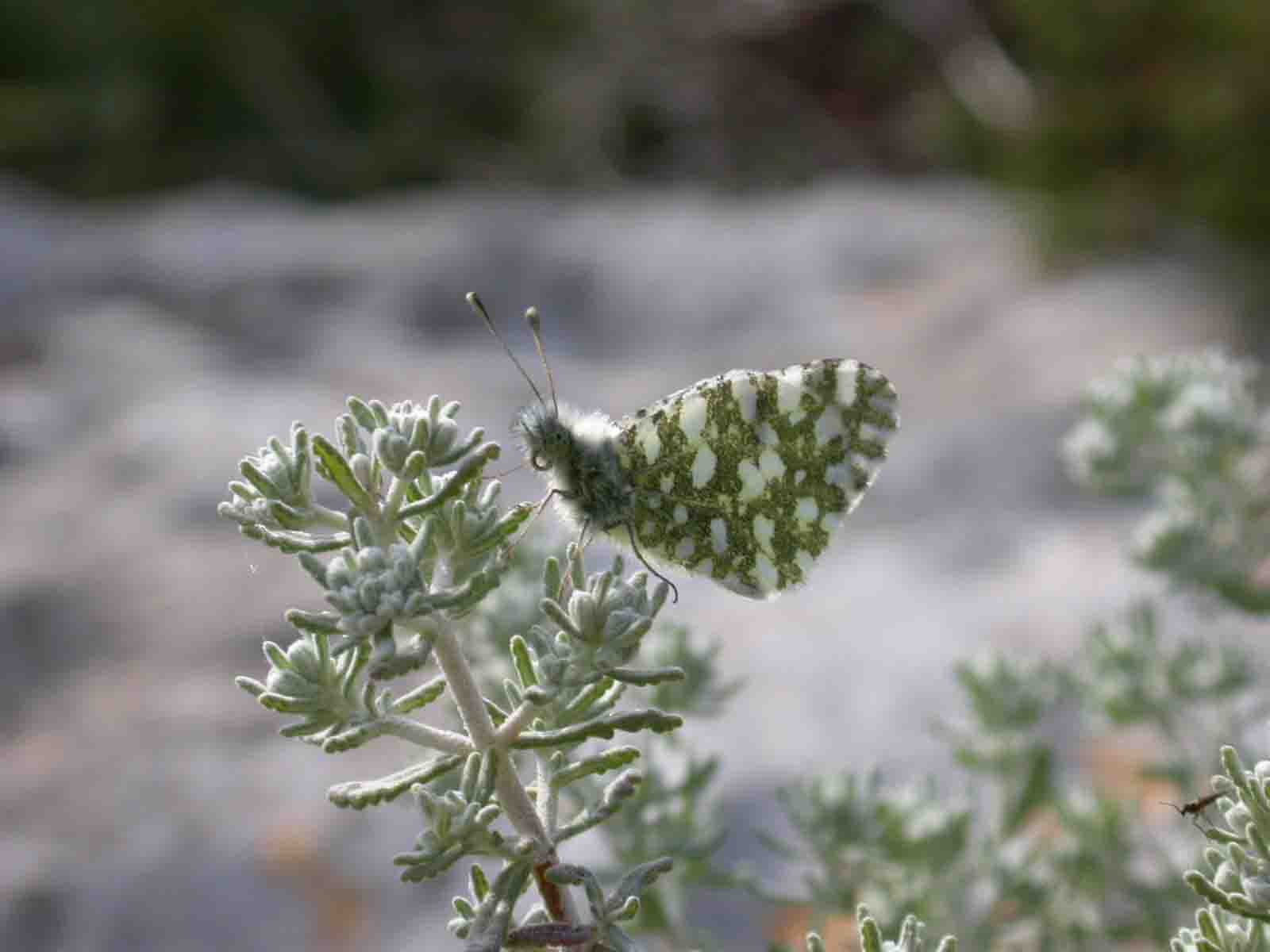 Euchloe insularis