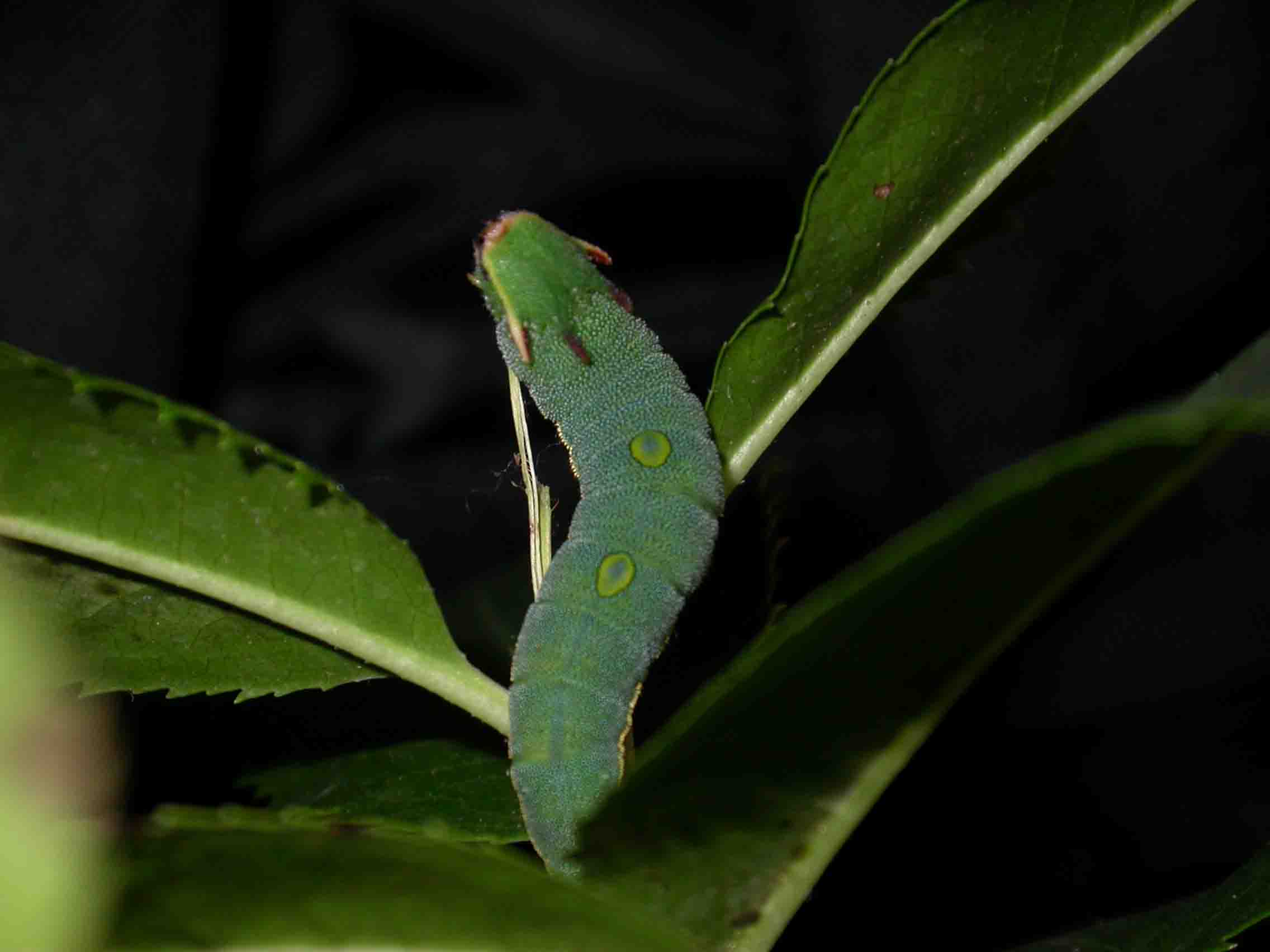 Charaxes jasius, adulto e larva