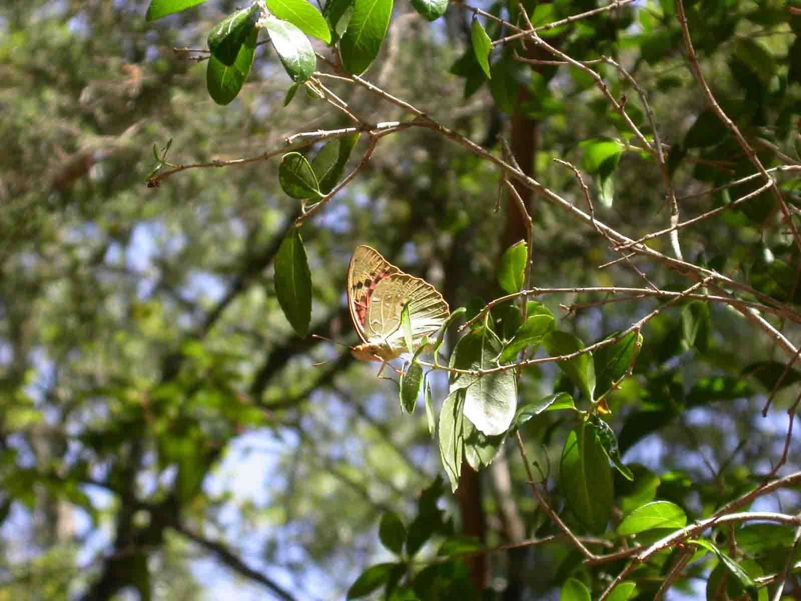 Argynnis paphia