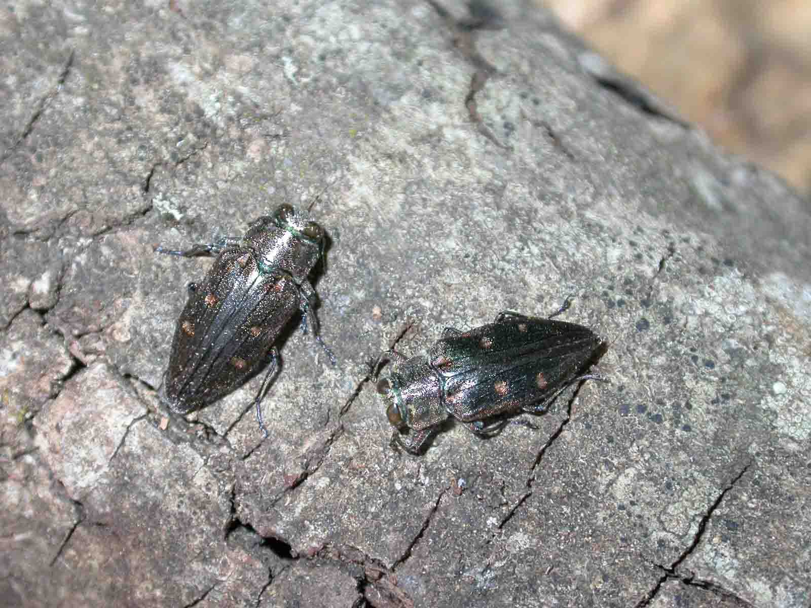 Chrysobothris affinis