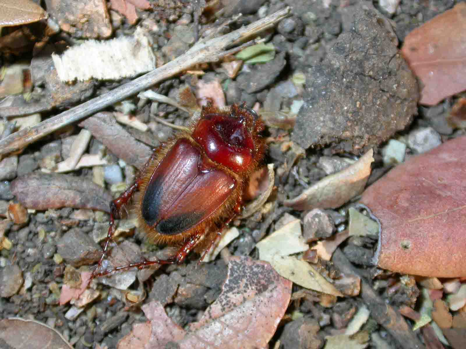 Pachypus candidae