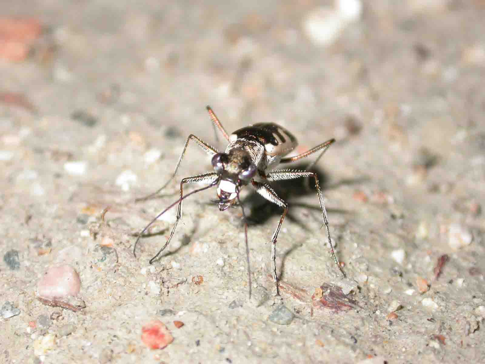 Cephalota (Taenidia) litorea goudoti