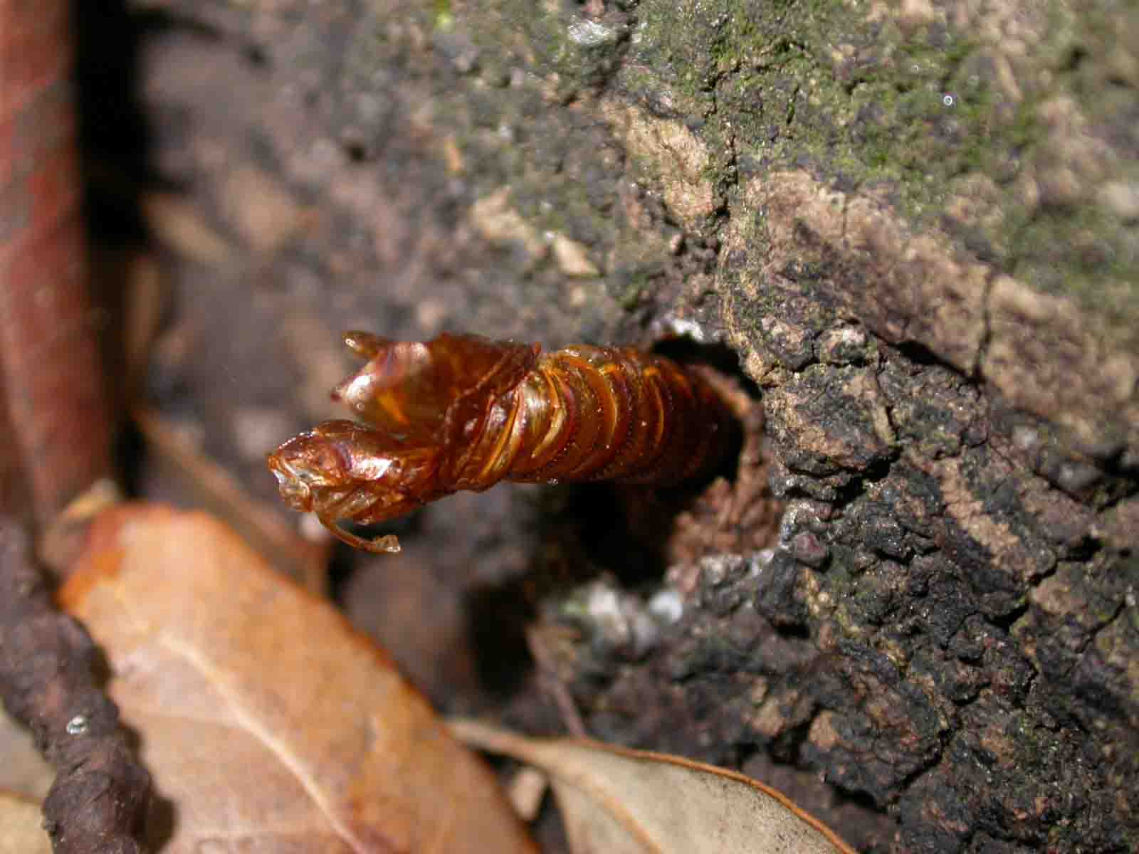 Esuvia Aegeria apiformis