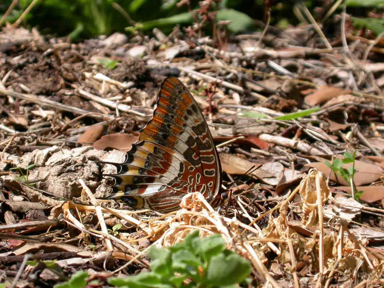 Charaxes jasius, adulto e larva