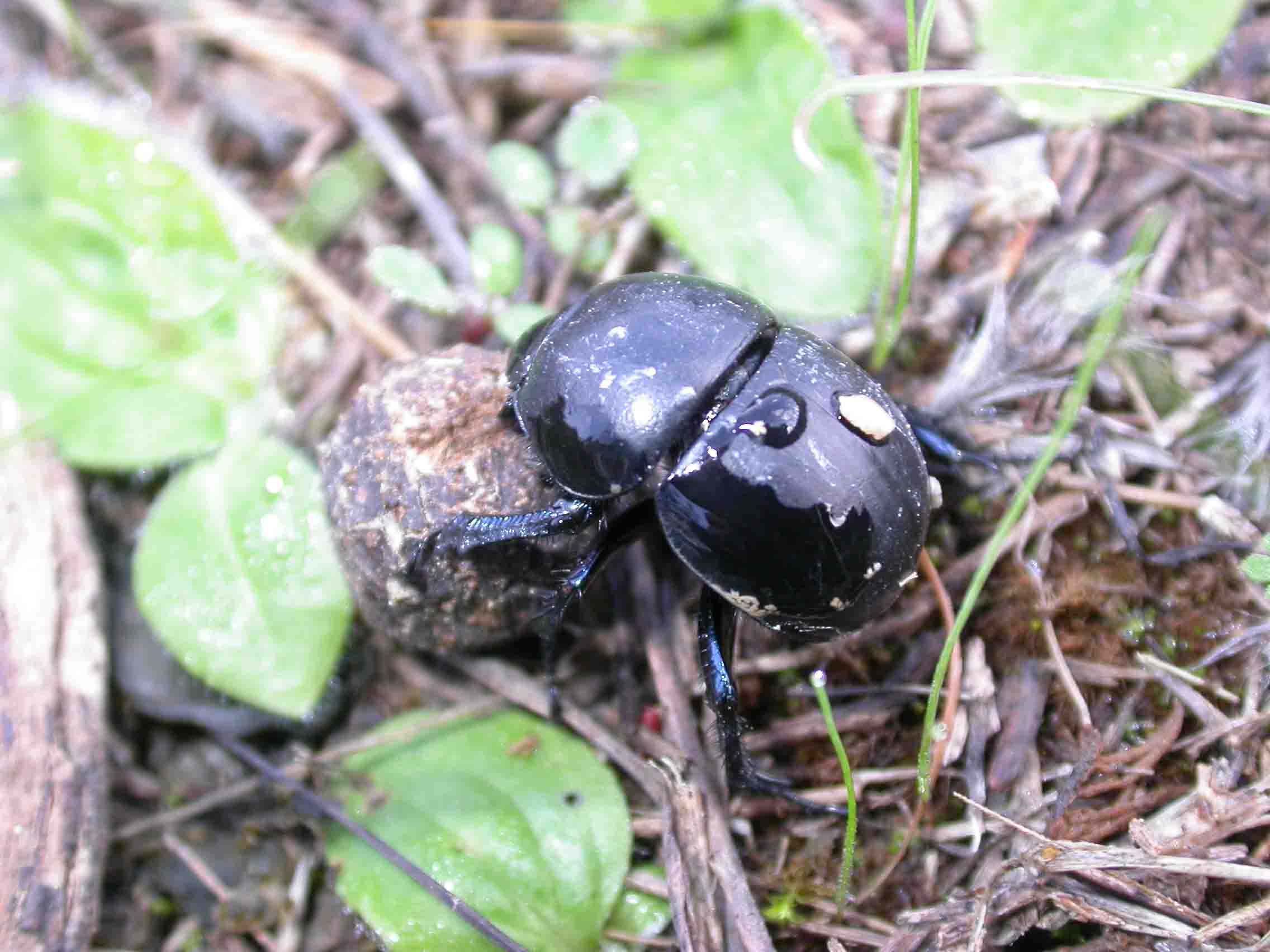 Jekelius intermedius