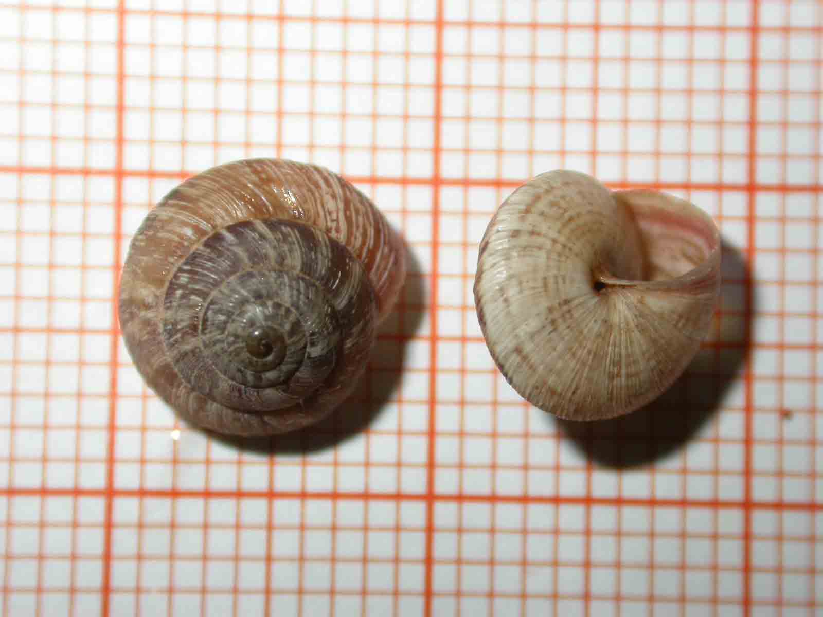 C'' anche questa [Trochoidea (Xeroclausa) meda]