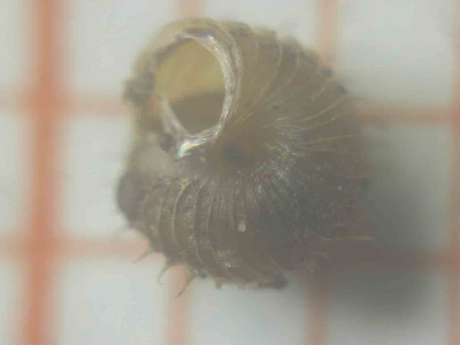 Micro gasteropode [Acanthinula aculeata]