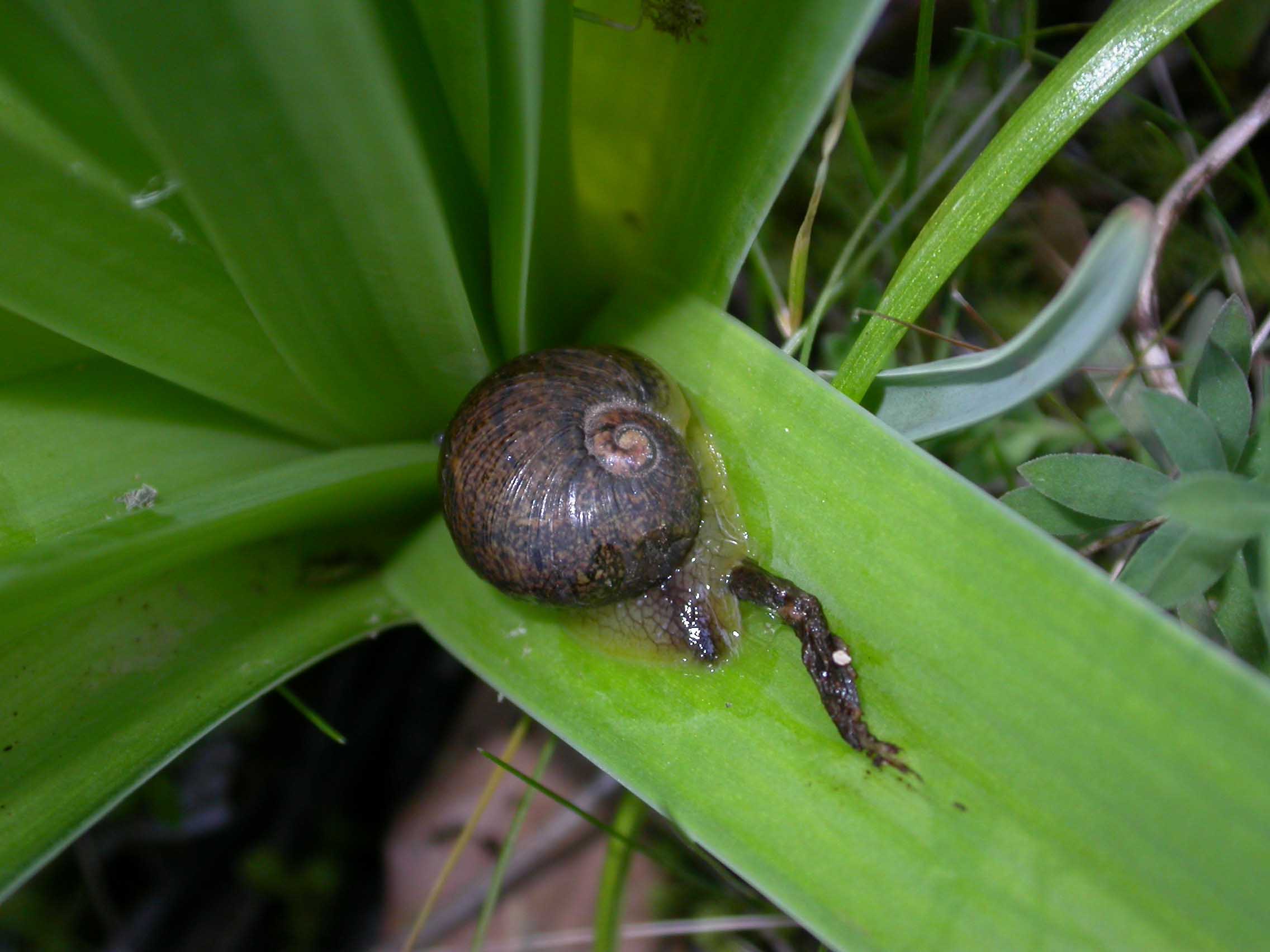 Cantareus apertus