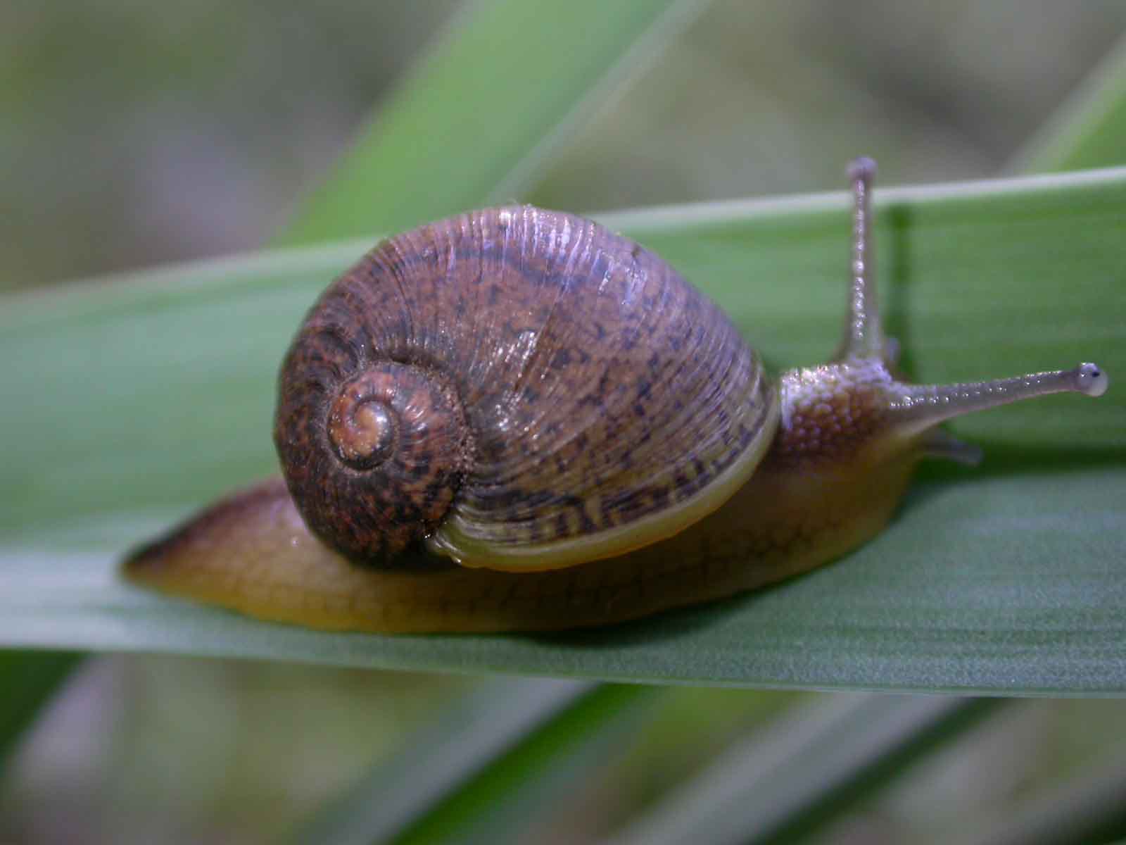 Cantareus apertus