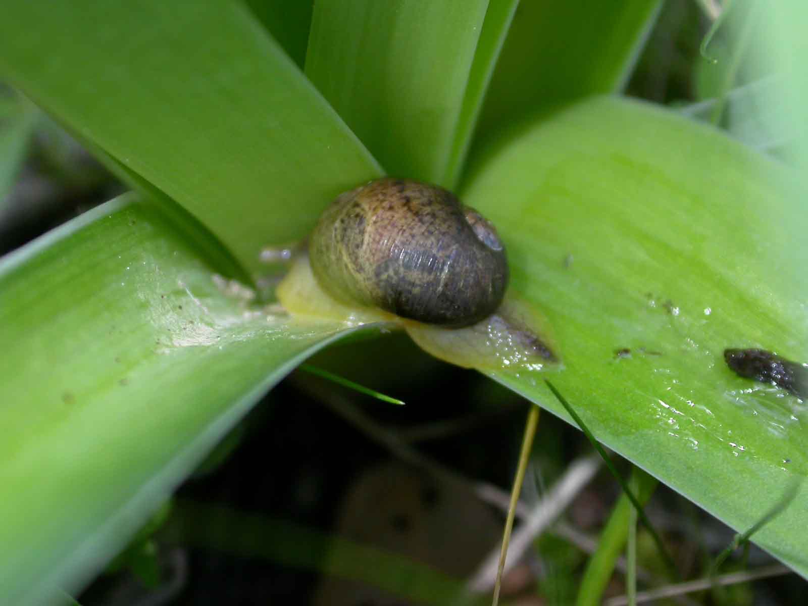 Cantareus apertus