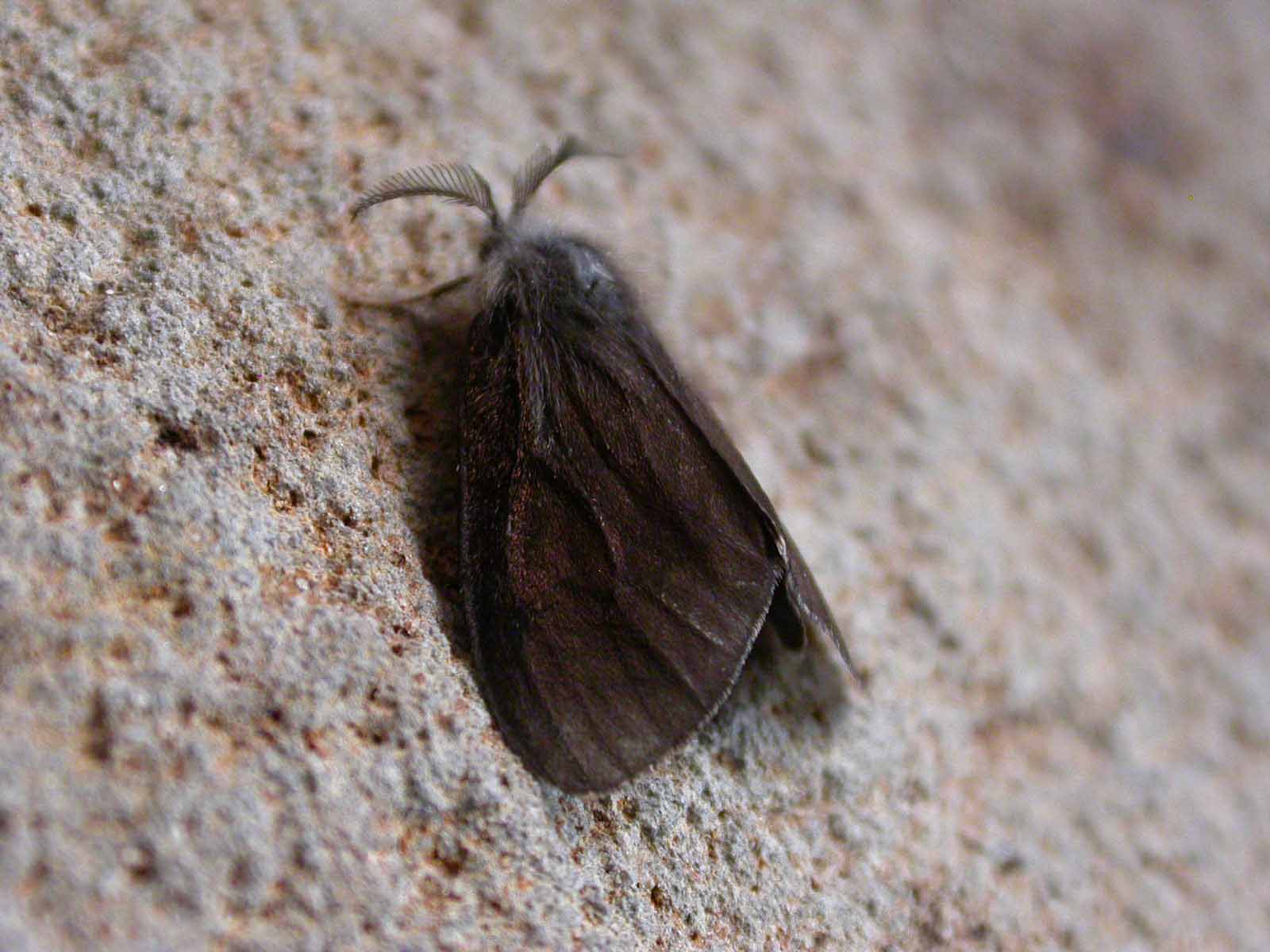 Canephora unicolor (lep. Psychidae)