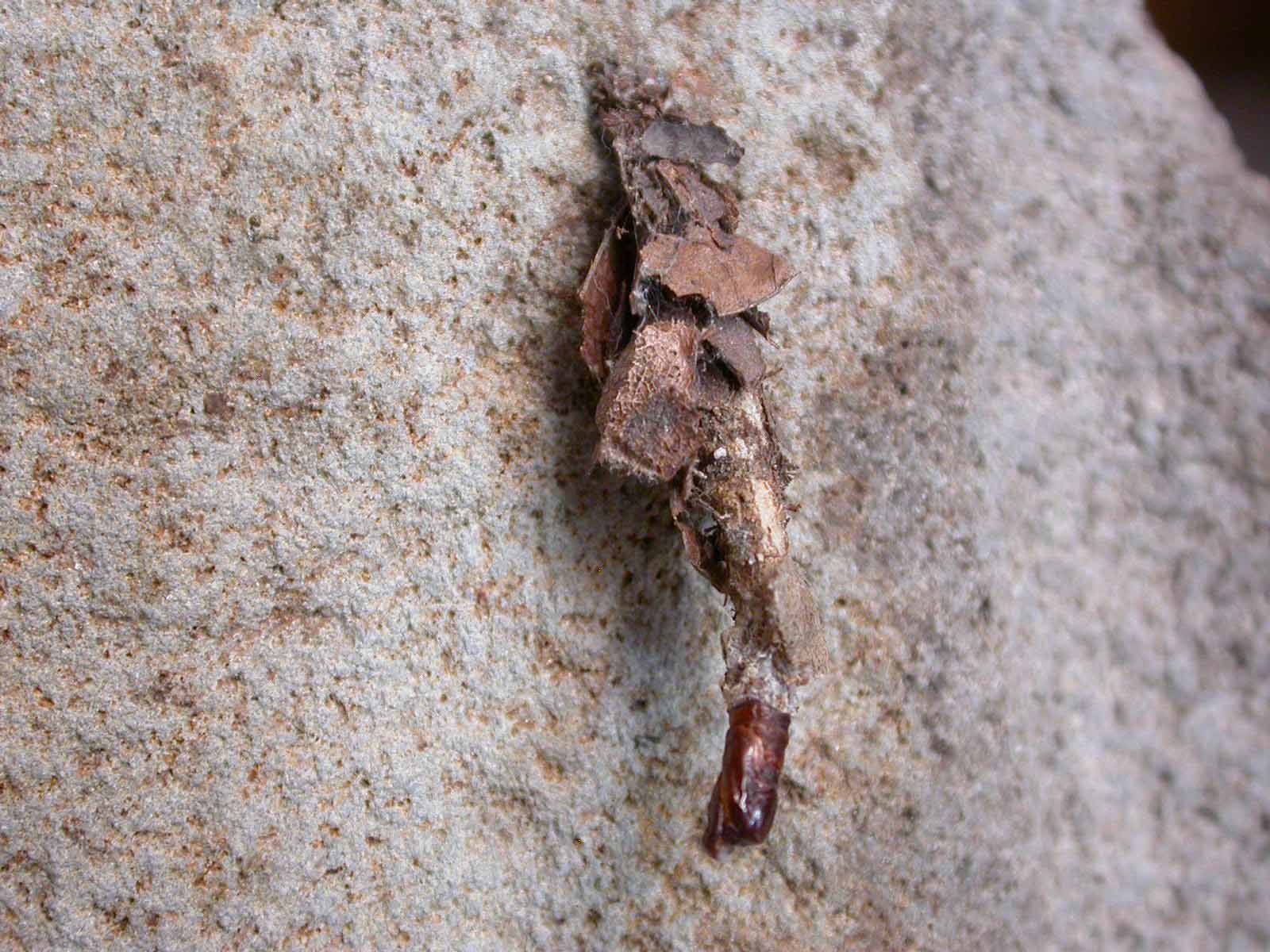 Canephora unicolor (lep. Psychidae)