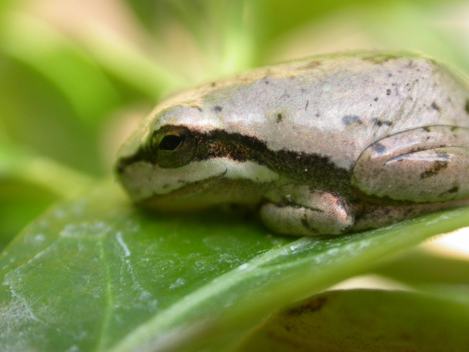 Un po'' di Hyla sarda