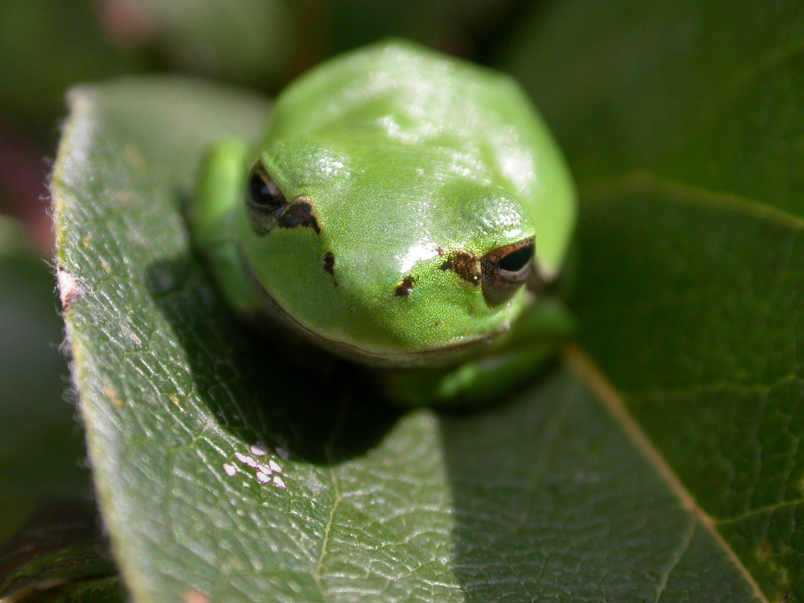 Un po'' di Hyla sarda