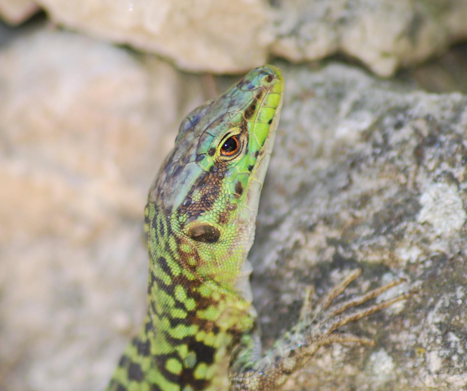 Podarcis sicula e tiliguerta