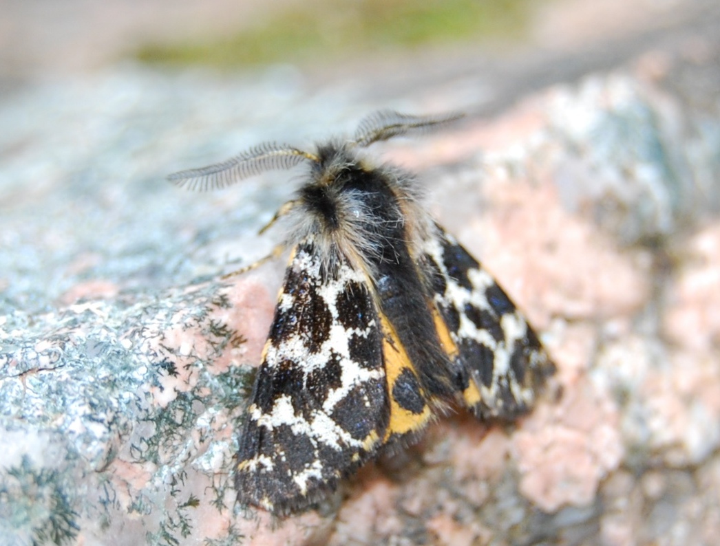 Ocnogyna corsica sardoa (maschio)