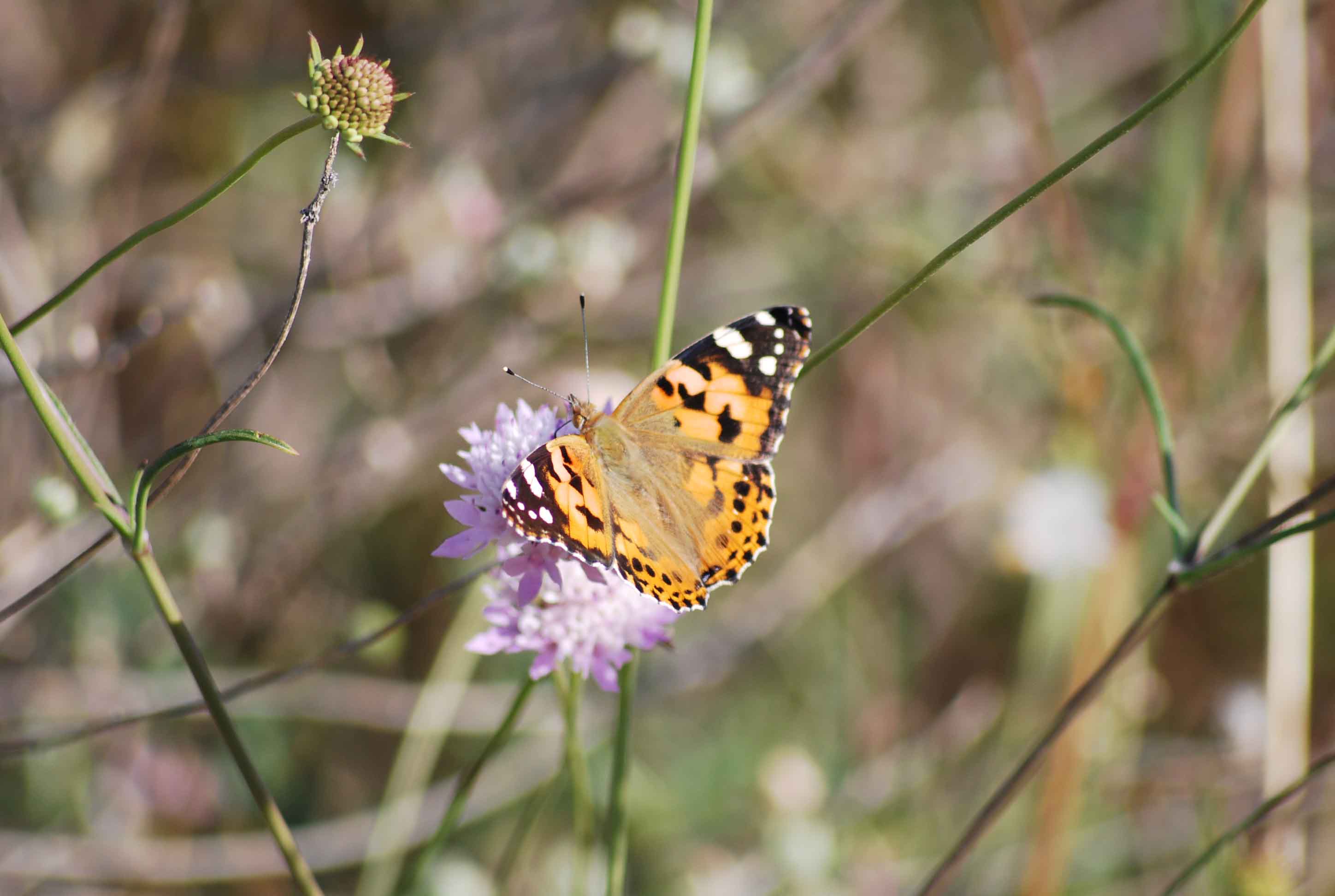 Vanessa cardui, migrazione?