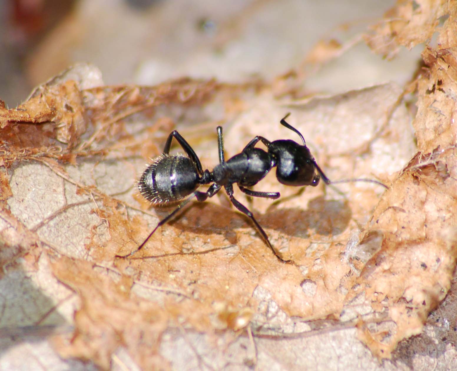 Grossa specie di formicide in Sardegna: Camponotus vagus