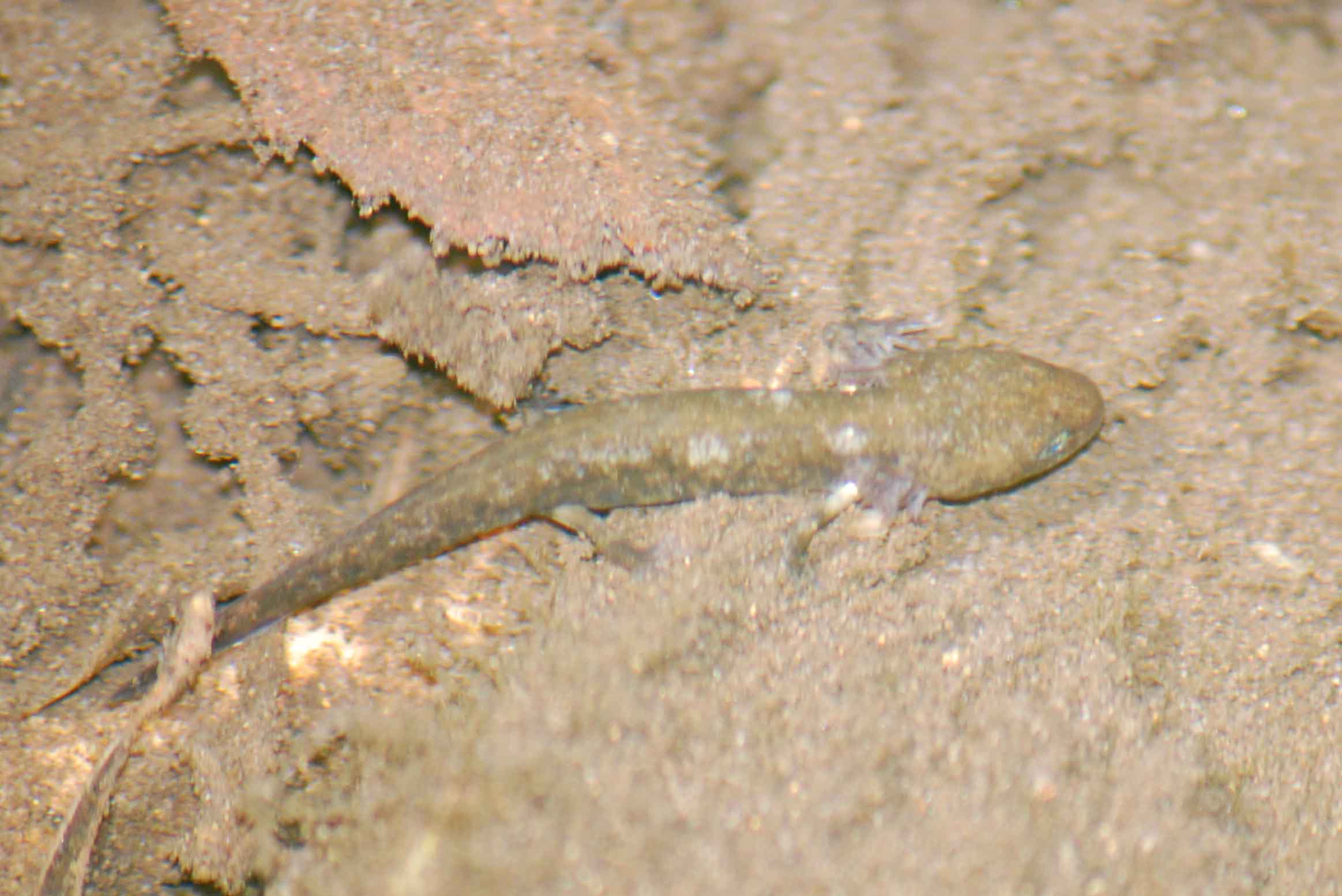 Euproctus platycephalus