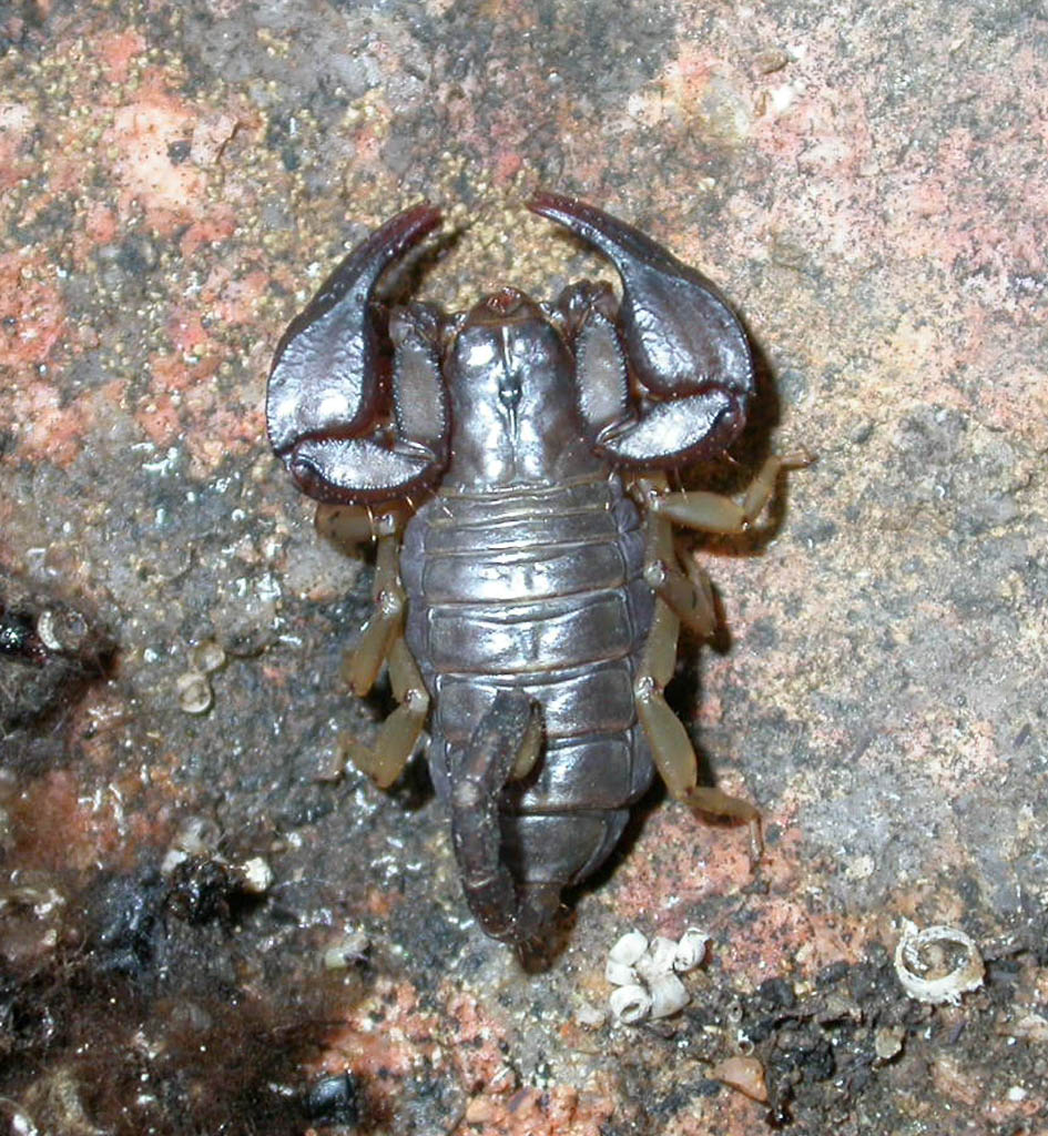 Euscorpius sp. (Sardegna)