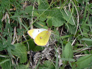 Colias cfr. phicomone