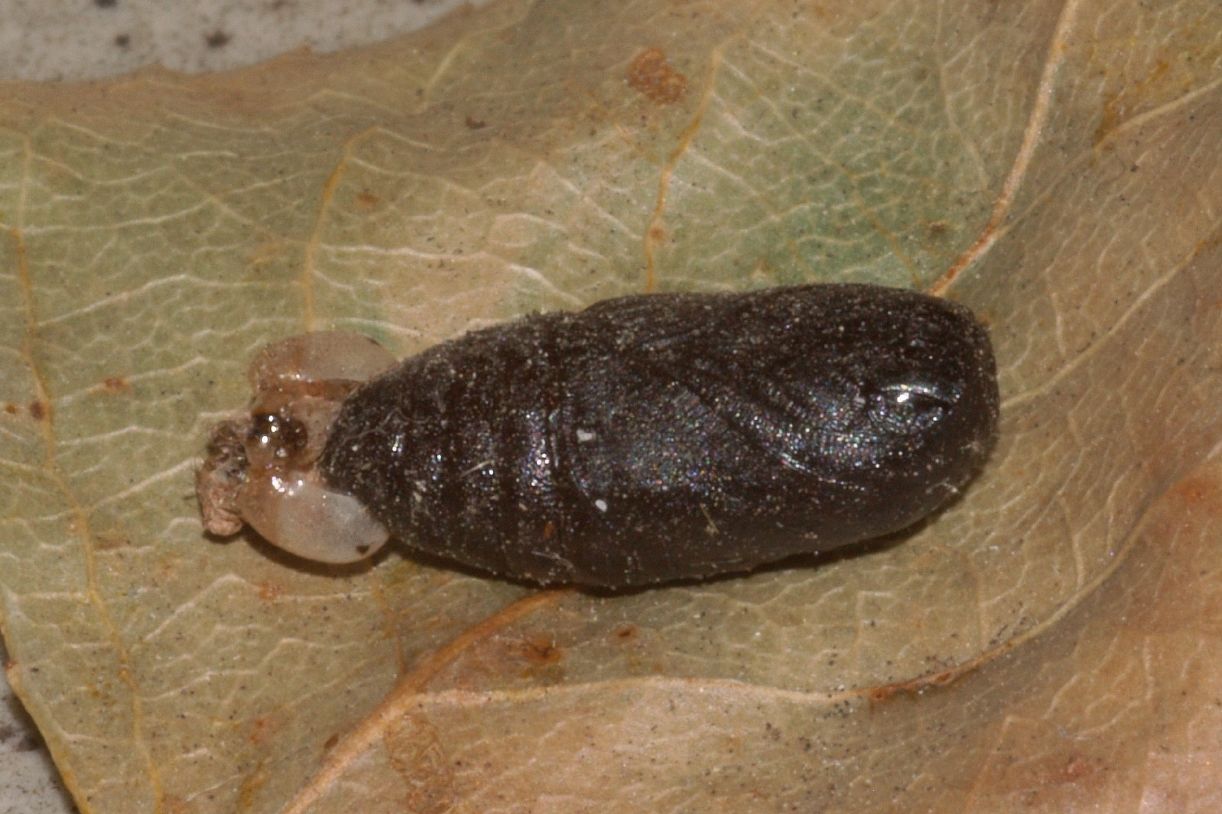 Aiuto larva