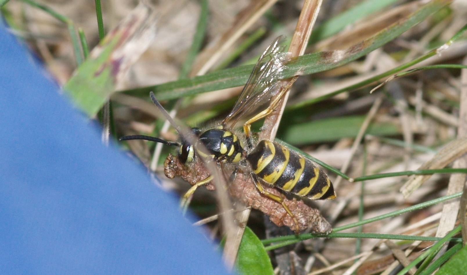 Predazione: operaia di Vespula vulgaris.