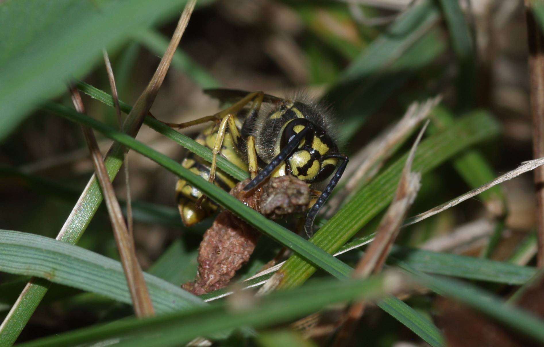 Predazione: operaia di Vespula vulgaris.