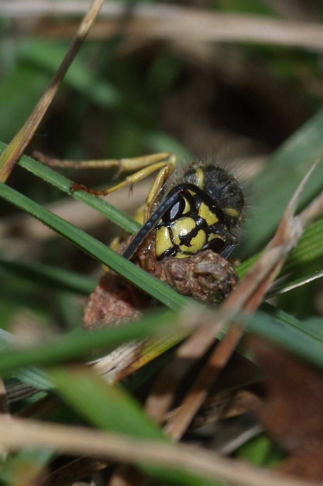 Predazione: operaia di Vespula vulgaris.