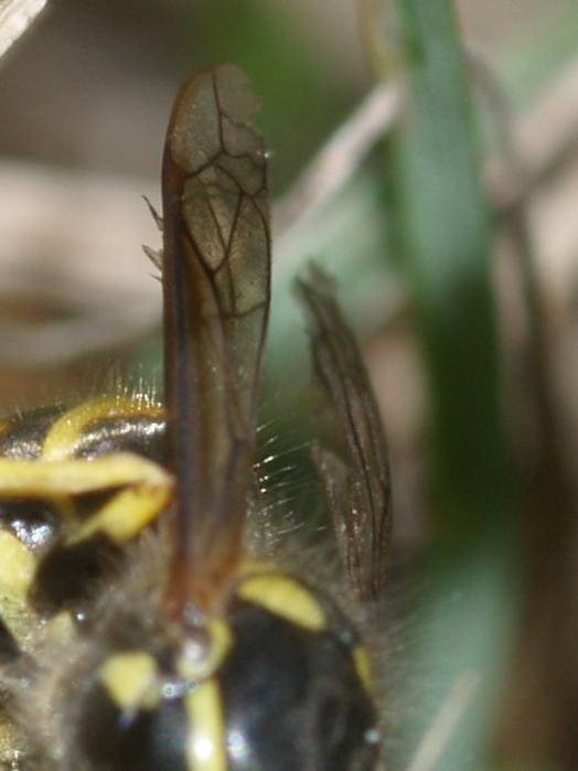 Predazione: operaia di Vespula vulgaris.