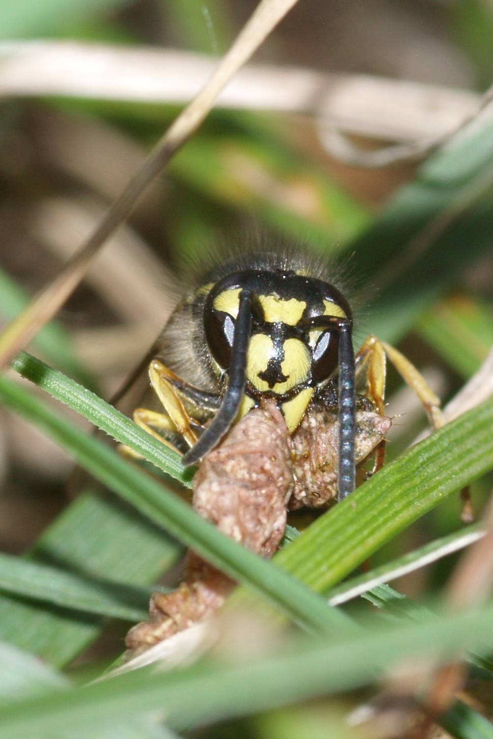 Predazione: operaia di Vespula vulgaris.