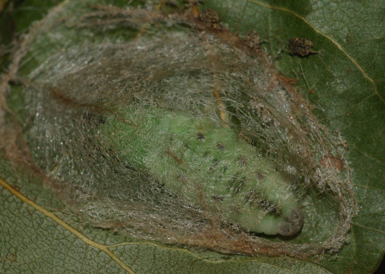 Aiuto larva