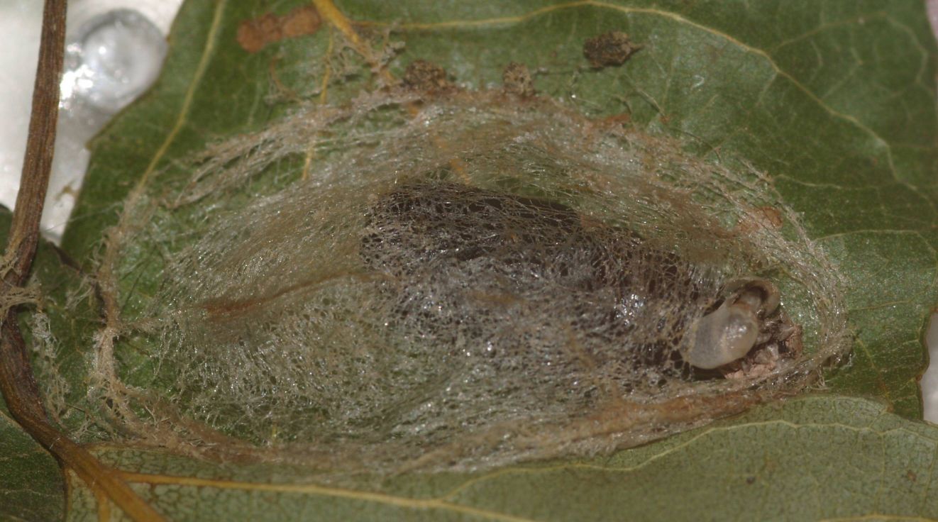 Aiuto larva