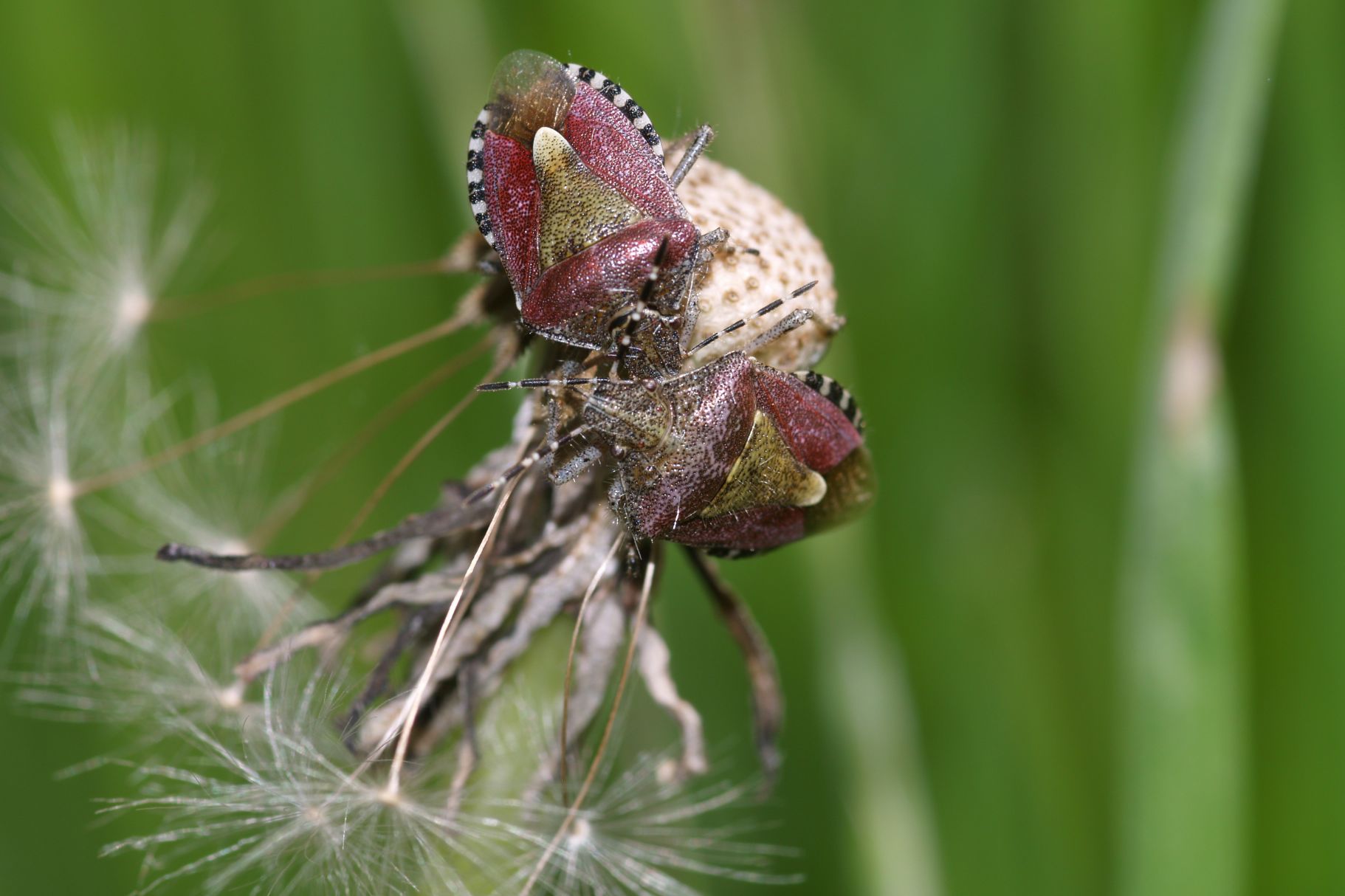 Dolycoris baccarum