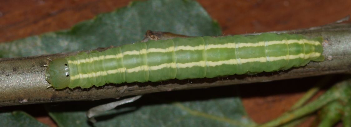 Aiuto larva