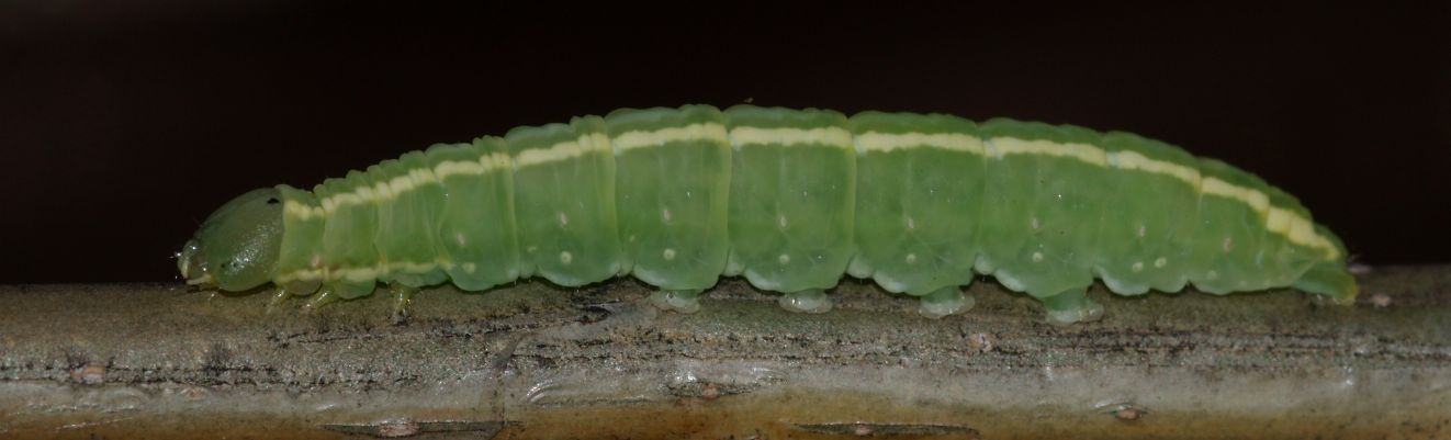 Aiuto larva