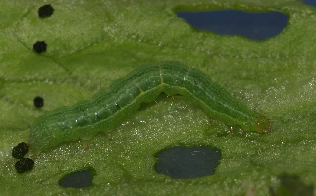 identificazione larva