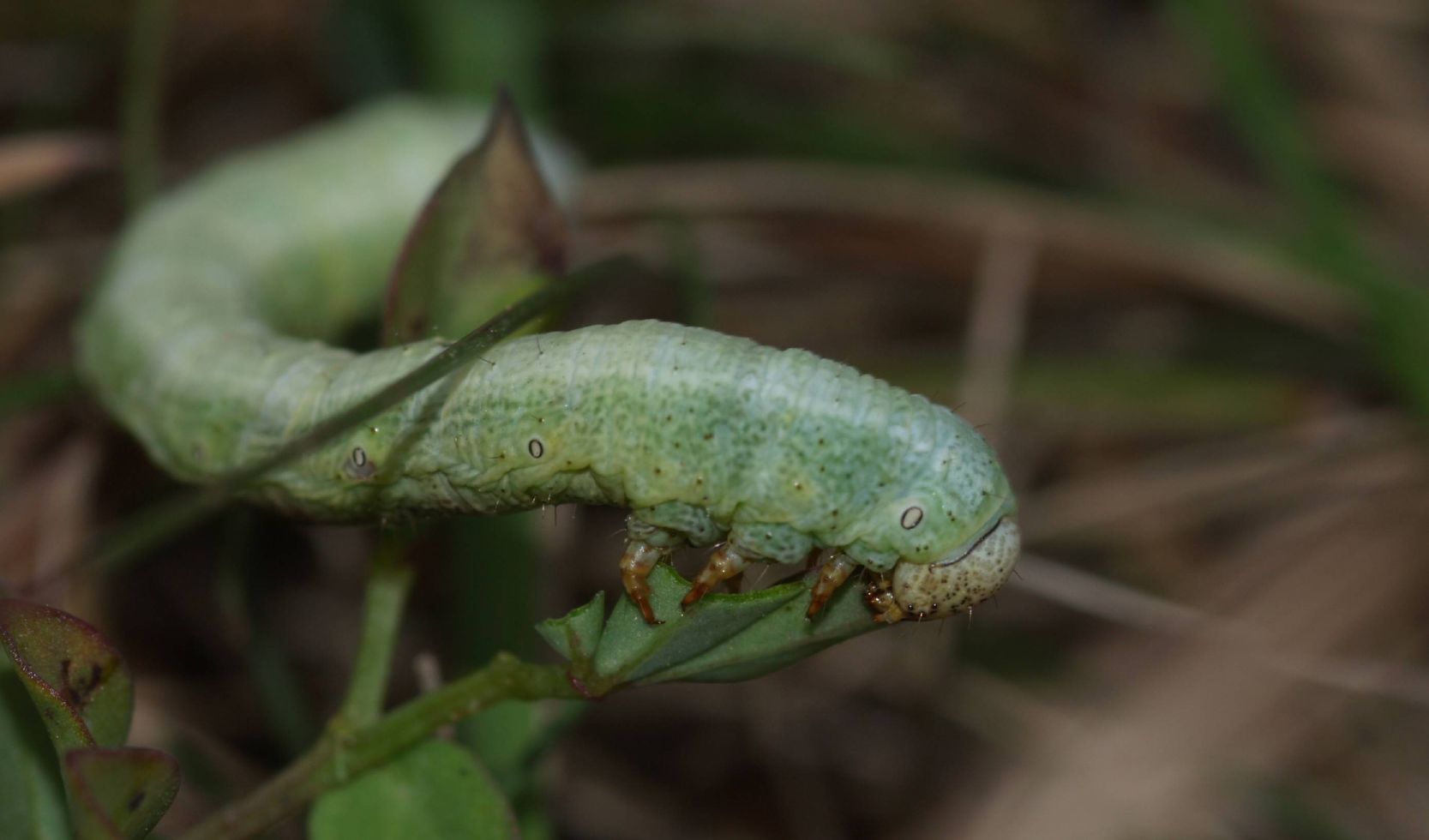 Larva di Geometride...