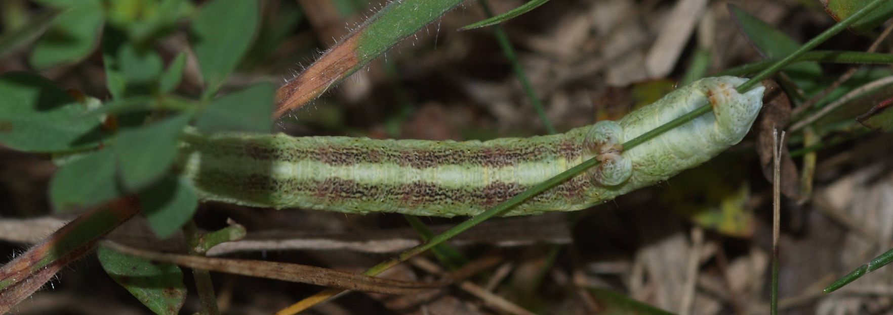 Larva di Geometride...