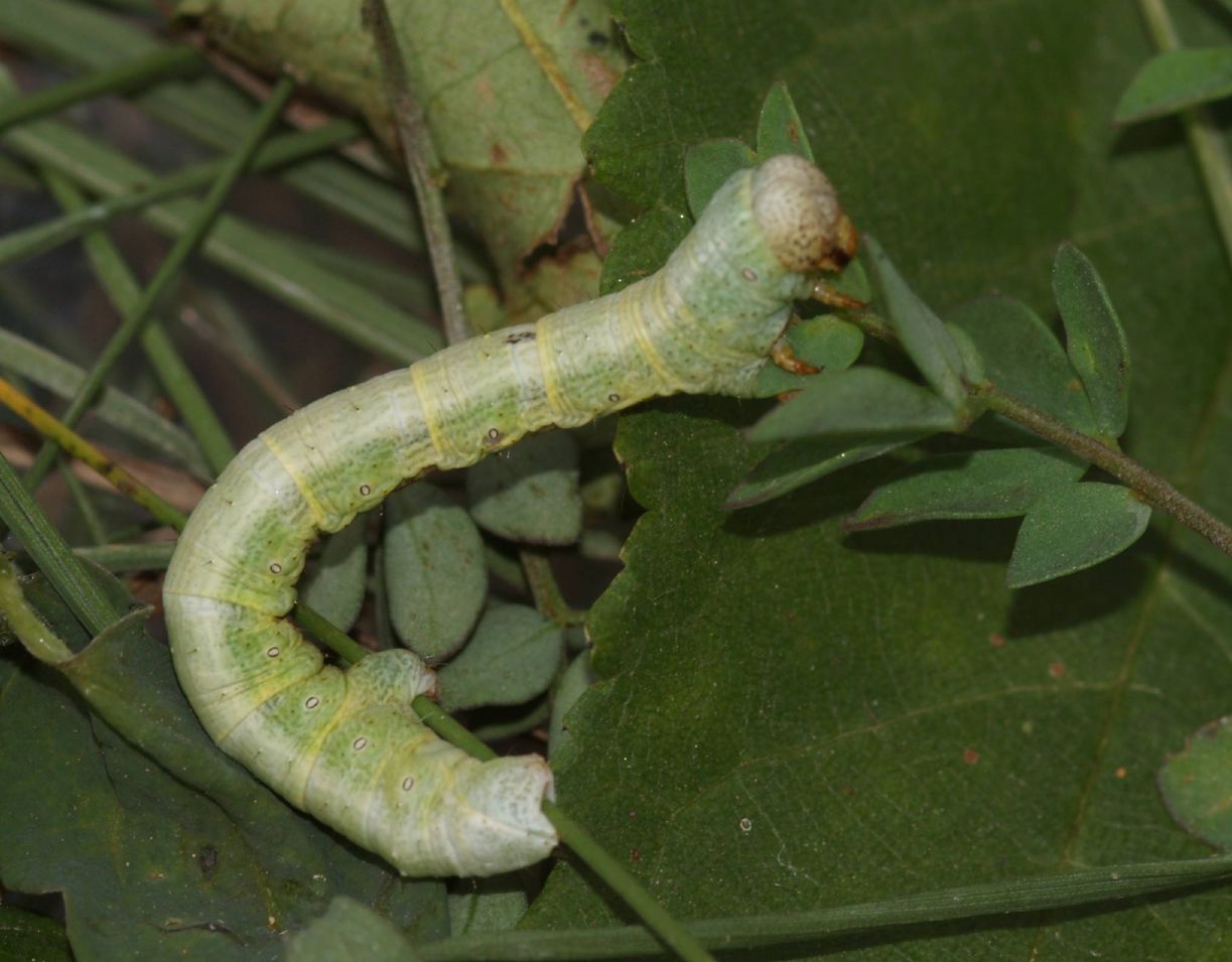 Larva di Geometride...