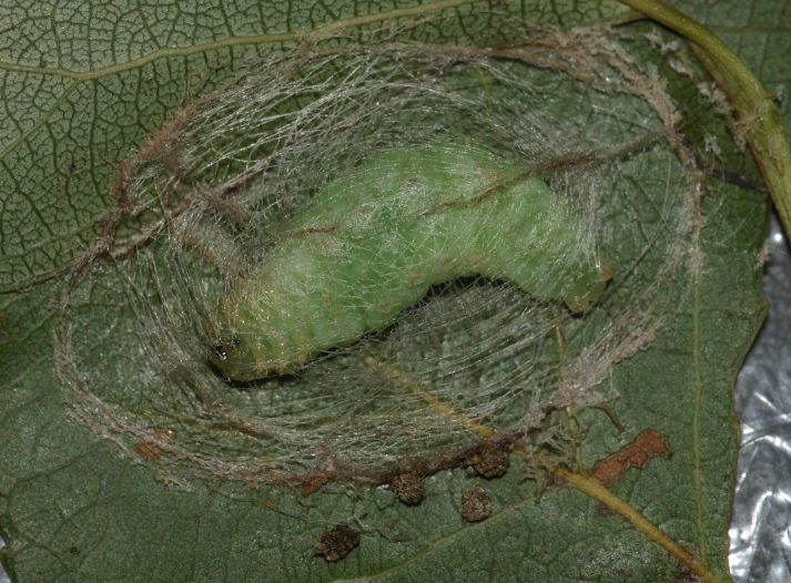 Aiuto larva