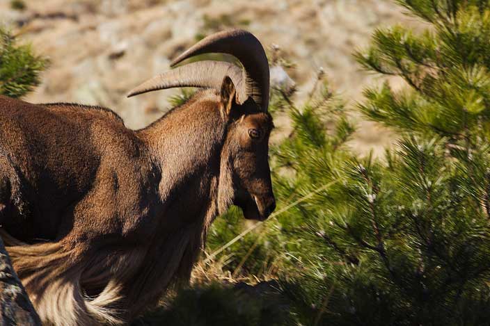 Identificazione mammifero. Ammotrago